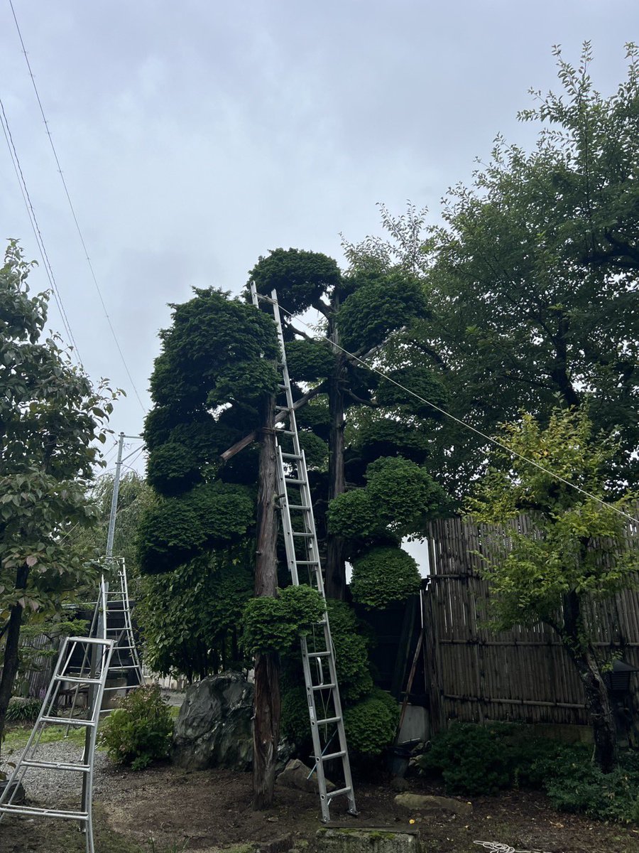 SAITOZOUEN's tweet photo. 午前中は雨予報☔午後から曇り予報☁️
なんの1日雨でした🙈　
今日は剪定作業🙂
何十年とお世話になってるお客様🙇‍♂️
昔ながらのやり方で安全に作業💪🏻
今日もご苦労様でした😉
#チャボヒバ剪定 https://t.co/fVSvXiZlbc