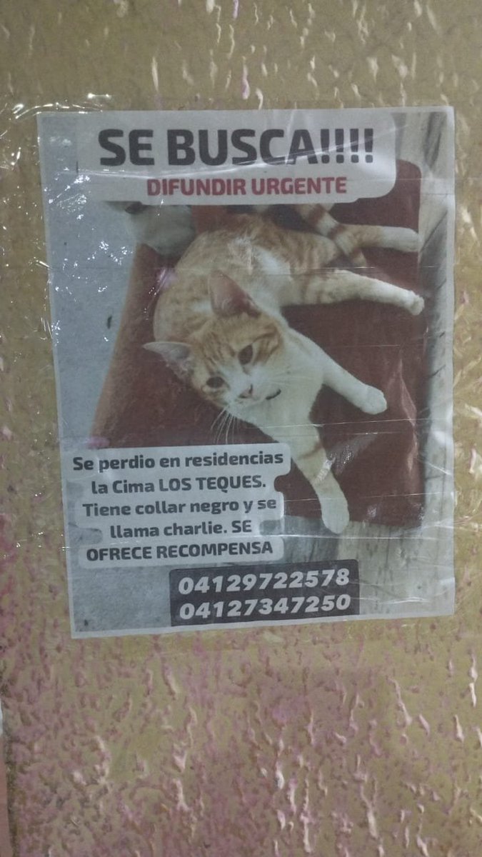 InterViut79965's tweet photo. Difundir por favor su familia lo está buscando 🆘🆘🆘 @PerroUsuario https://t.co/6JzaRHmab2