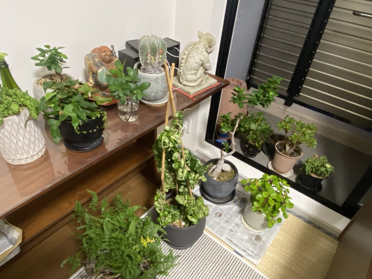 tsubosaki's tweet photo. この大雨やばいな室内退避の植物🪴🪴🪴と置物でカオス https://t.co/pIC70Msrgk
