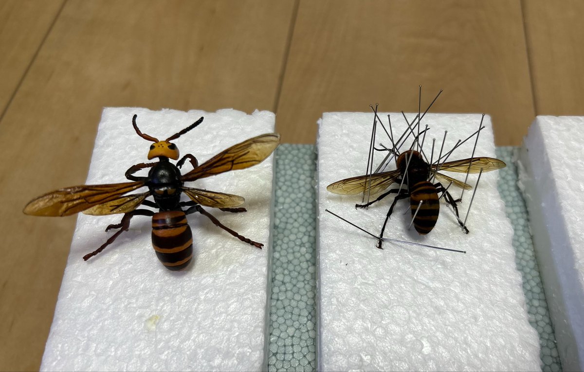 piccoro116's tweet photo. 栃木で拾ったオオスズメバチはあえて左右非対称に、YUJINの原色日本の昆虫図鑑のオオスズメバチをイメージして標本にしました。 https://t.co/ihGQCdJEb5