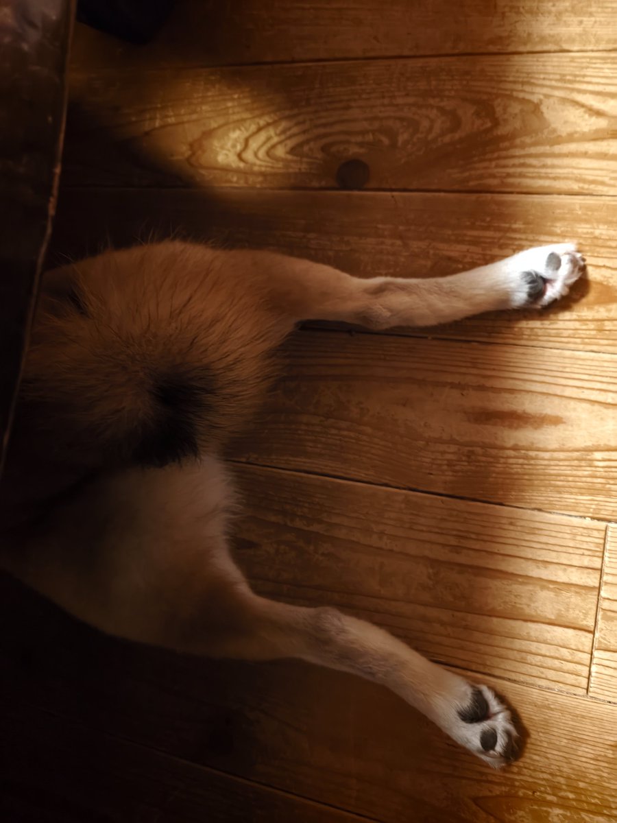 u_gf22's tweet photo. ①隠れる犬
②ぼやける犬
③トマトツナの冷製パスタ
④シンクサイズに合わせて切ったまな板 https://t.co/uTKQ85pfVW
