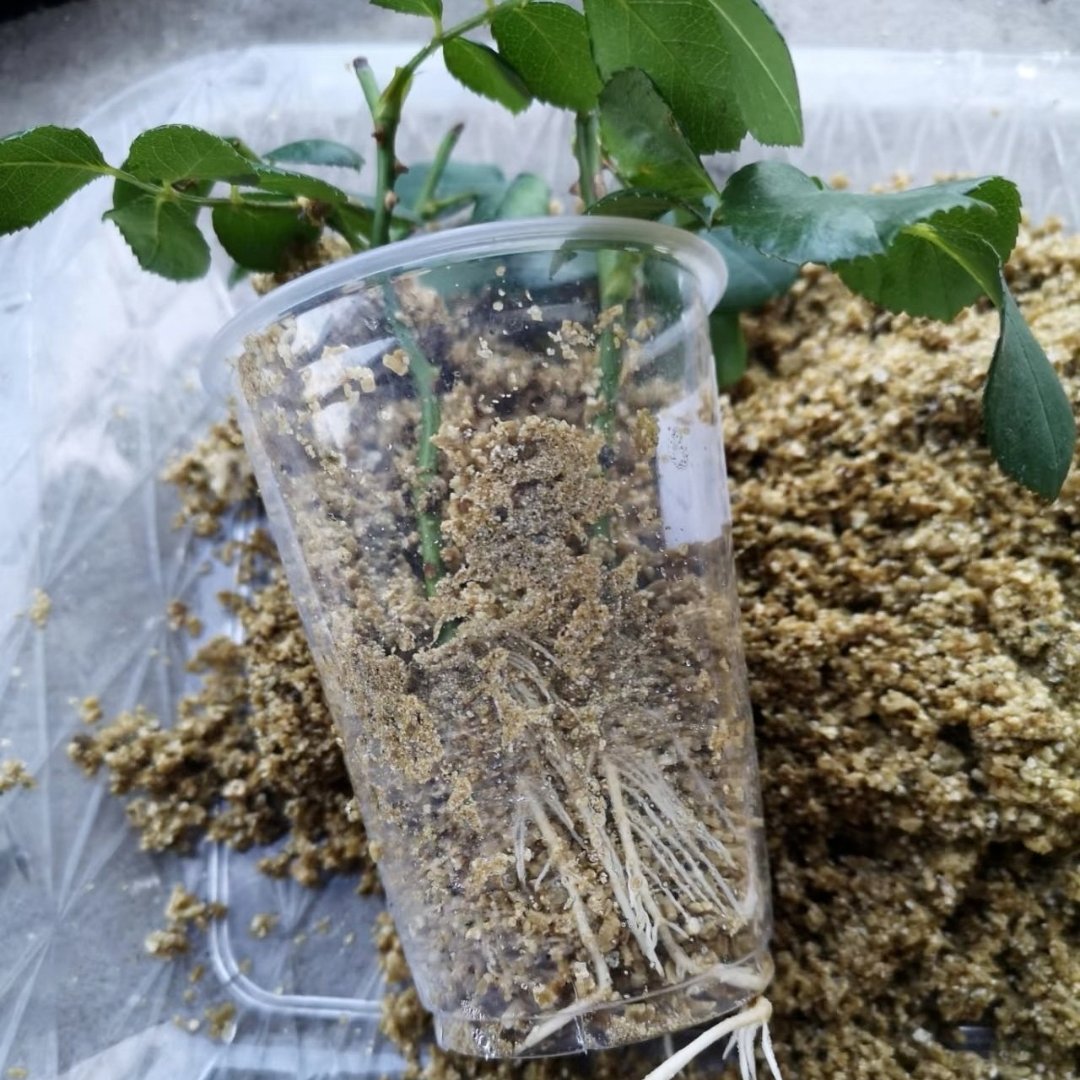 ArdiansyahArdat's tweet photo. Just turned an old glass jar into a cute plant propagation station—no fancy tools needed!  #DIYCraft https://t.co/DvibOHpqo8