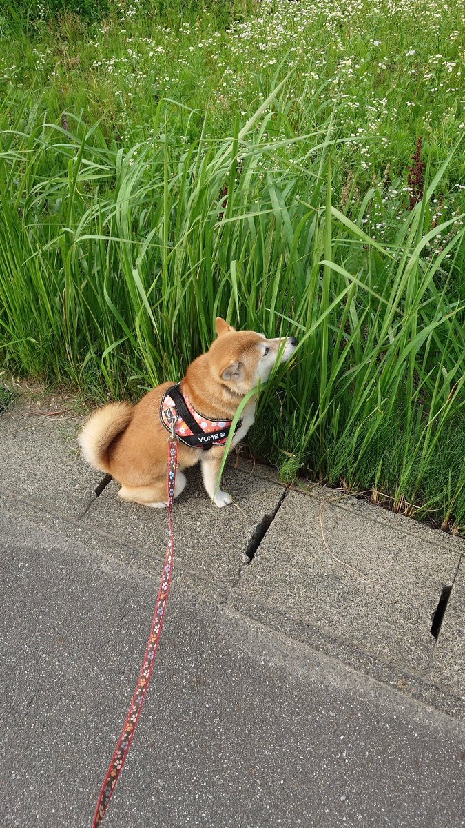 kipopipop's tweet photo. 奥でくんくん活動を行いたいけどこの時期は入れないからなんとかならないか考える犬 https://t.co/TDA0Xdt1H5