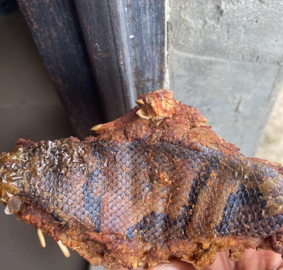 BigEsther30's tweet photo. Have you ever eaten snake meat? 
Its the sweetest ever. https://t.co/C4zAOrnSoi