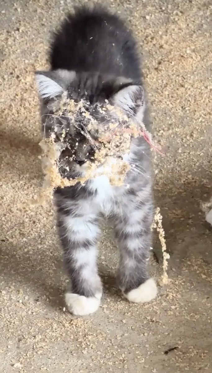 NoCatsNoLife_m's tweet photo. This little guy dived headfirst into a pile of sawdust and came back with his entire face covered in it. 😂🧡 https://t.co/ccFytR6cGS