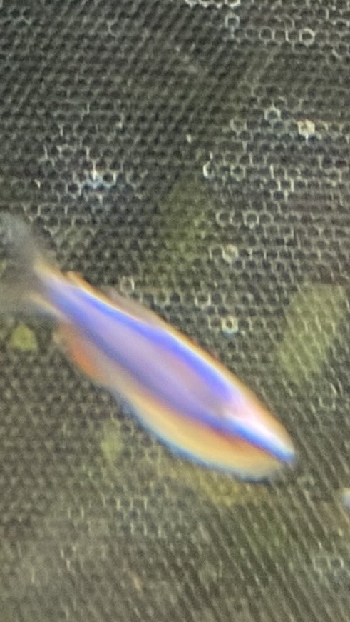 sakananooasis23's tweet photo. 9/19新入荷①
金魚
・コメット 
熱帯魚
・インパイクティスケリー
・インパイクティスケリーディープブルー
・インパイクティスケリーゴールドピンク
・レッドチェリーテトラ
・C o.アドルフォイ
エビ
・ミックスチェリーシュリンプ
・レッドビーシュリンプ
#さかなのオアシス https://t.co/aBXOduFT6n