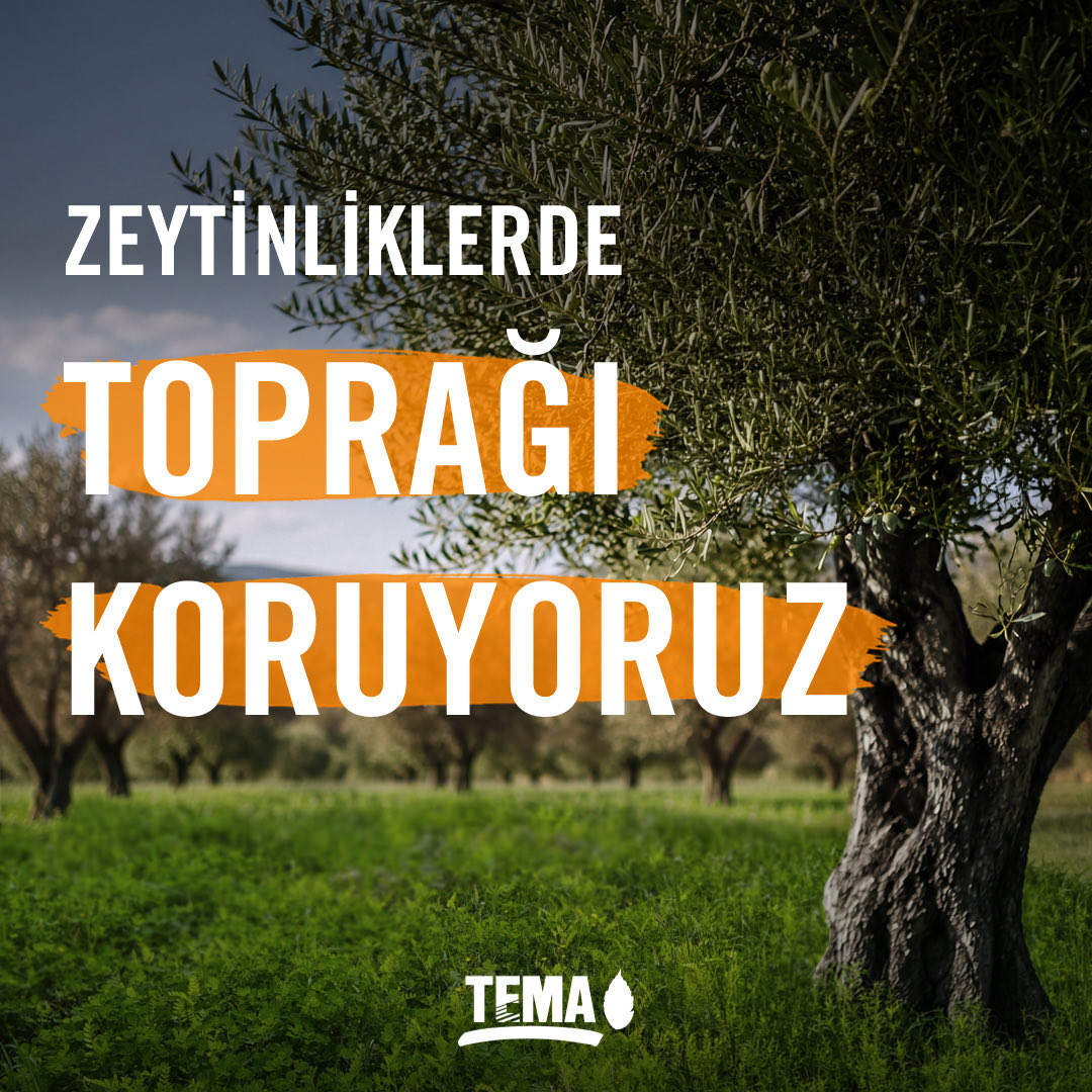 temavakfi's tweet photo. Akhisar’da yürüttüğümüz Zeytinlik Alanlarda Yeşil Gübreleme Projemizde toprağı korumak için uygulamalarımız sürüyor.

🌿 Yeşil gübre bitkileriyle üst toprağı koruyor, organik madde miktarını artırıyoruz. Böylece toprağın sağlığını ve verimliliğini destekleyerek sürdürülebilir tarımı yaygınlaştırmayı hedefliyoruz.

🫒 Akhisar İlçe Tarım ve Orman Müdürlüğü, Akhisar Ziraat Odası, Akhisar Belediyesi iş birliği ve bağışçımız Sayın Turan Demiraslan'ın desteği ile devam eden projemizde, üreticilerimizle süreci yerinde takip ediyor, gelişimi ve toprağa etkilerini birlikte değerlendiriyoruz.

@akhisarbelediye 

#ZeytinliklerinHepYanındayız