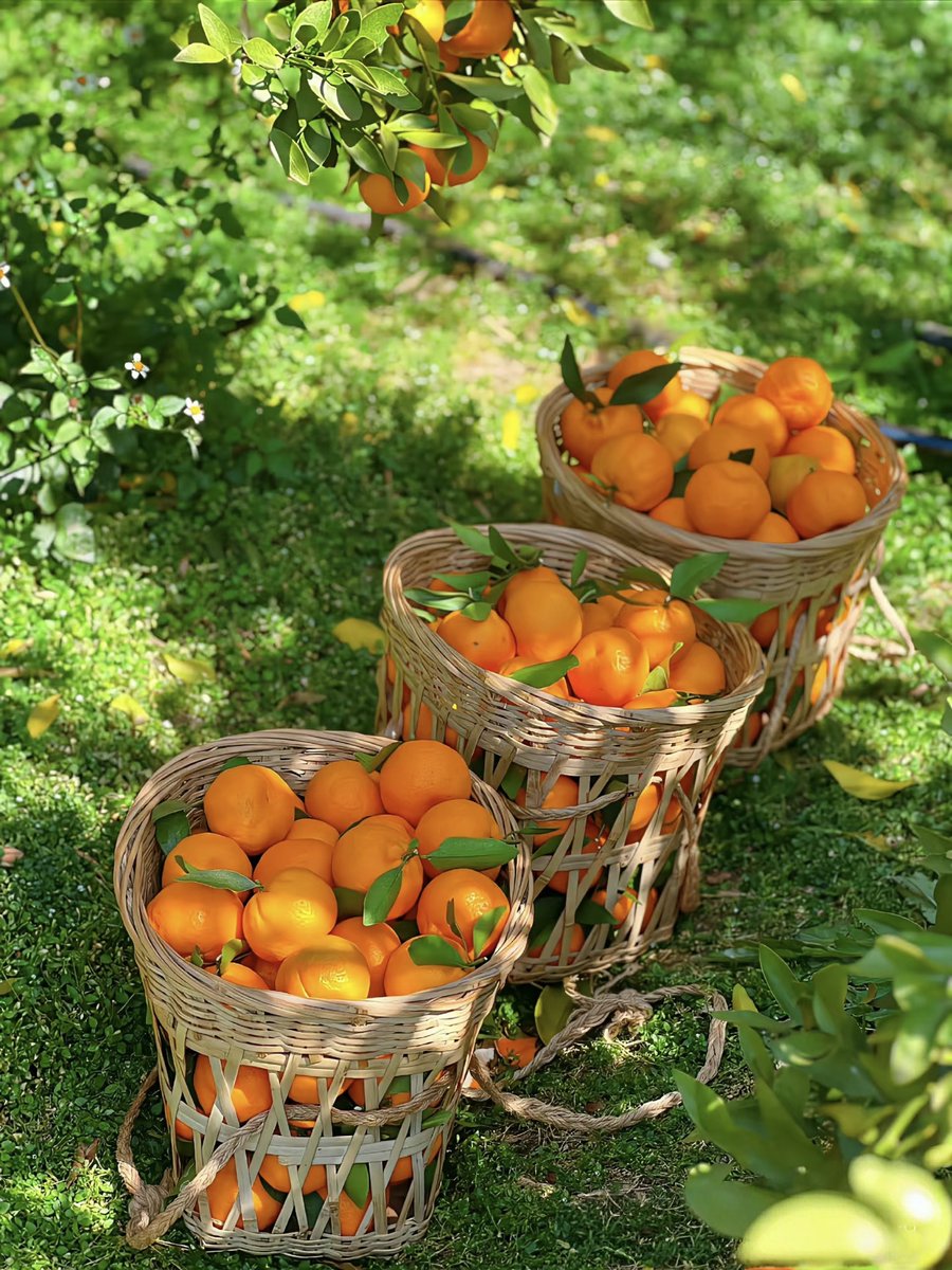 KennethAcru7p's tweet photo. Esta naranja valenciana es una maravilla: dulce, jugosa y sin pepitas, perfecta para zumo o snack. 100% recomendada!， https://t.co/JDfeUj8ScF