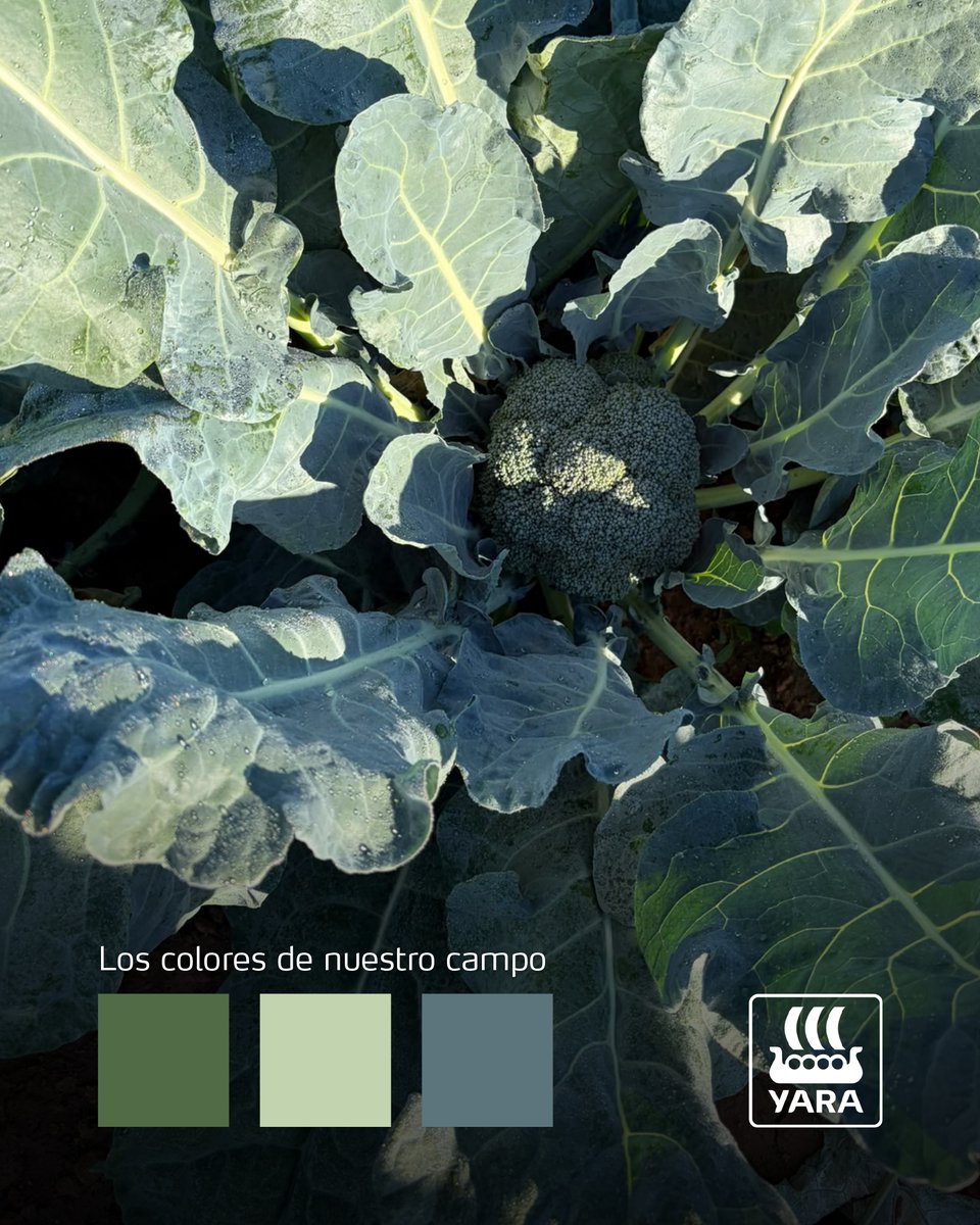YaraIberian's tweet photo. 🗺️ ¡Hoy volvemos a La Mancha!

🥦 Junto a nuestros amigos de @CandeloCereales, visitamos de nuevo una finca de brócoli para comprobar cómo evoluciona el cultivo tras aplicar un plan de fertilización y bioestimulación #TotalYara.

📸 José Bellver, para #LosColoresDeNuestroCampo.

@yara @YaraEurope

#bioestimulantes_y_foliares #nitratos_y_npk