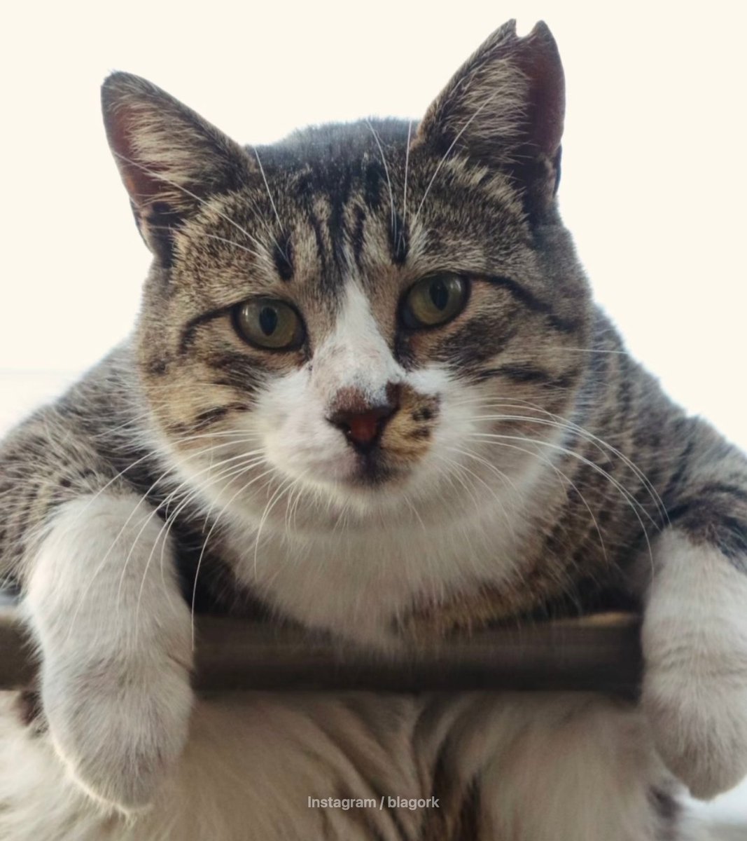 bosunatiklama's tweet photo. Kedi, aynı noktada beklerken fotoğraflandı. https://t.co/YYtXhskQX2