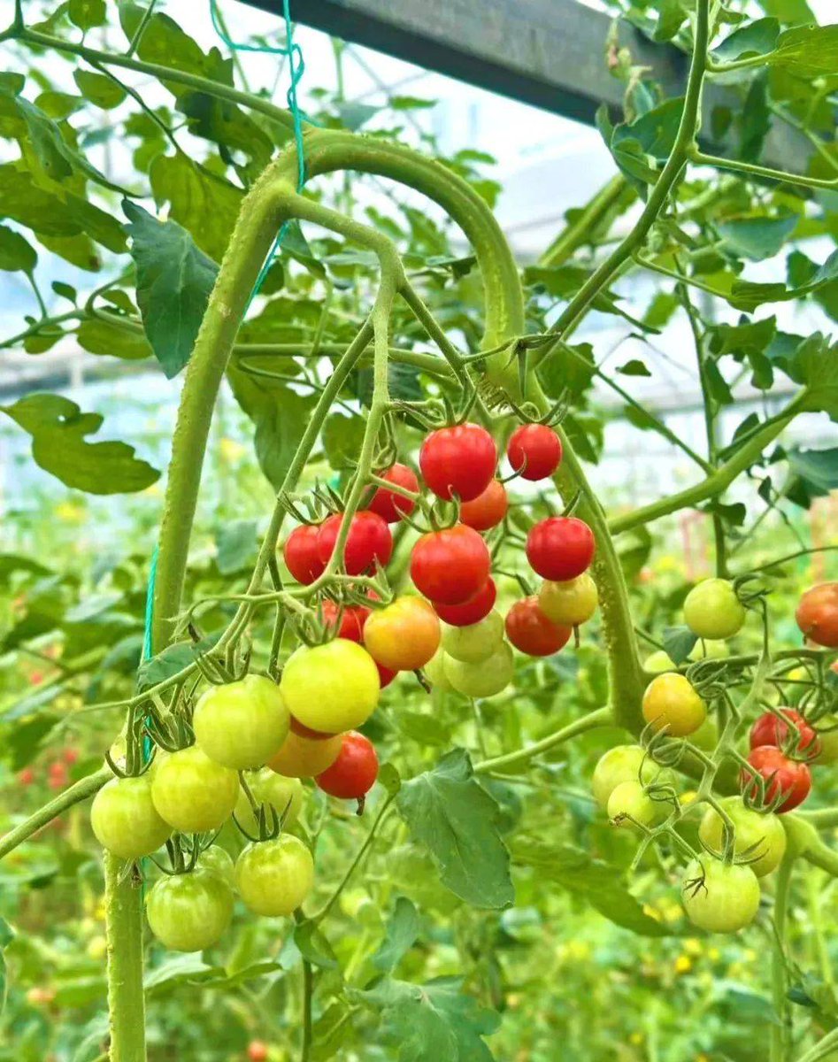 CandyZeilinger's tweet photo. Descubrí el tomate Cherry de huerto local, súper dulce y jugoso! Ideal para ensaladas o meriendas, 100% natural, sin químicos. Lo recomiendo al 100%! https://t.co/59GazAJRwS