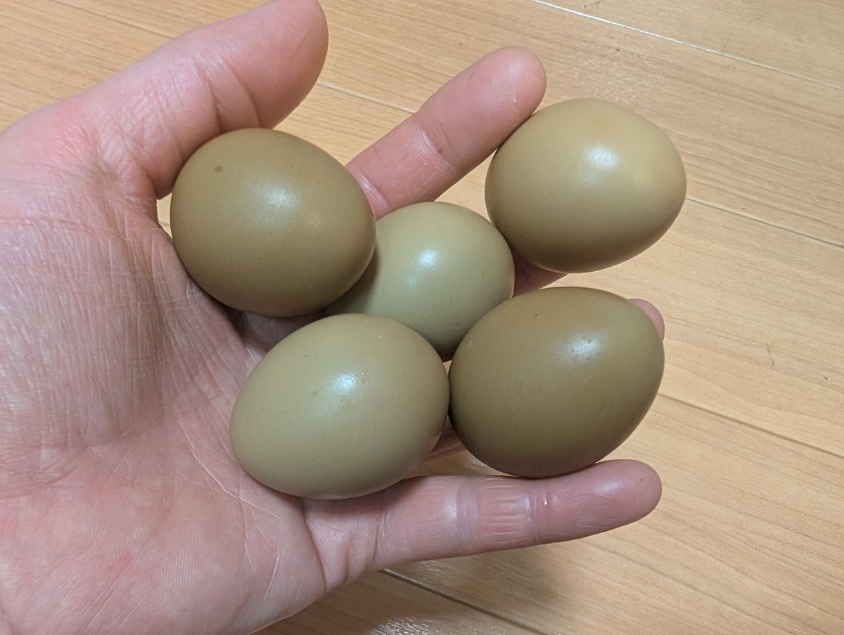 naze6622's tweet photo. キジの卵がめっちゃ美味しい！！！
卵は小さめだけど、黄身の味が濃ゆい！
高級な卵であるけど食べる価値がある。 https://t.co/sB0TpNpw6A
