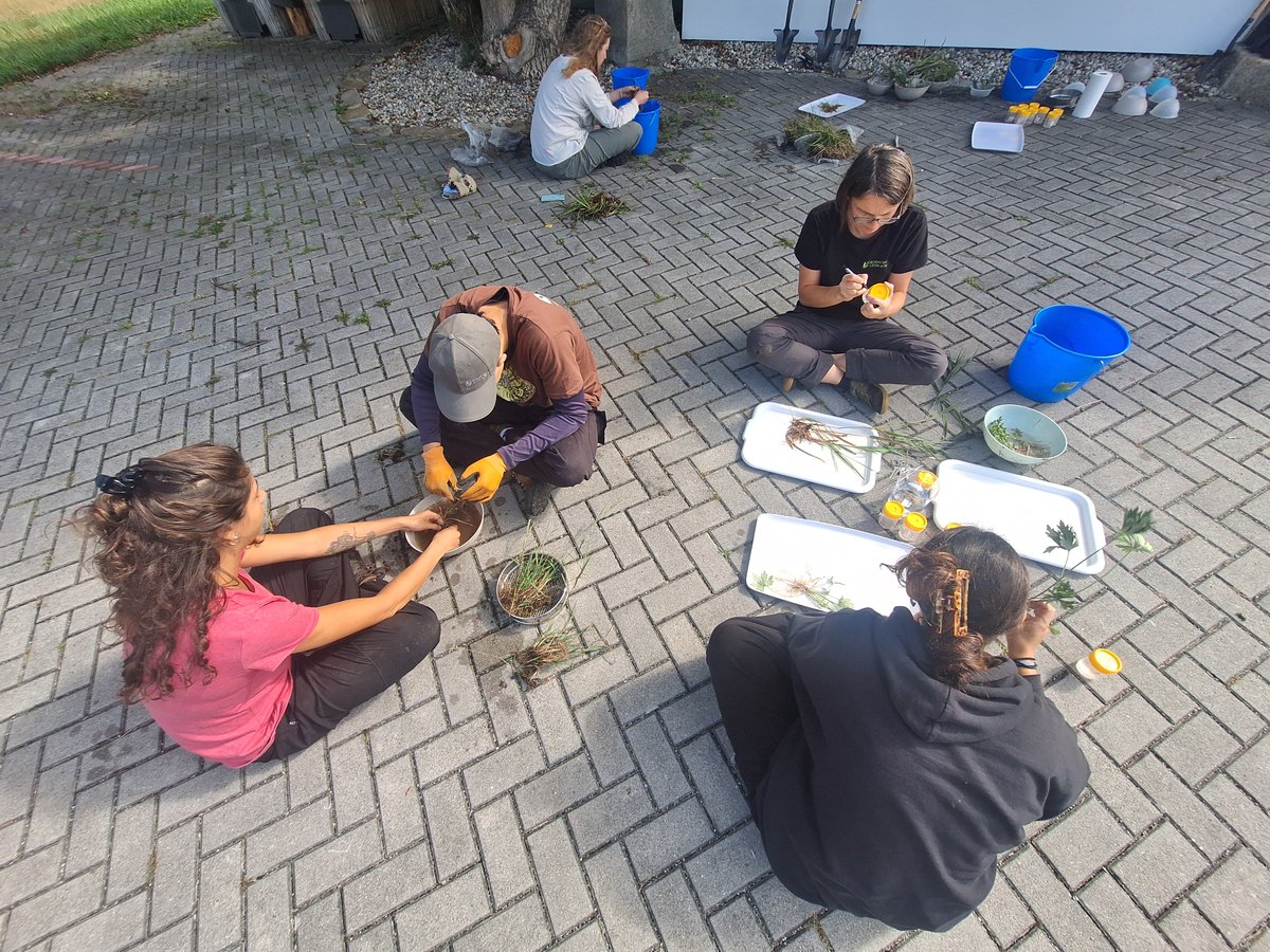 ExFuMo1's tweet photo. The 5th day of #GoBelowground was all about mini-projects #Buds #Storage #FineRoots #Clonality #Rhizome #Stolon #Traits #FunctionalTraits #PlantEcology
Explore, measure, interpret and turn belowground traits into ecological stories.
@Akademie_ved_CR
▶️ https://t.co/uZ3StdzXEJ https://t.co/iaxnd5i4W8