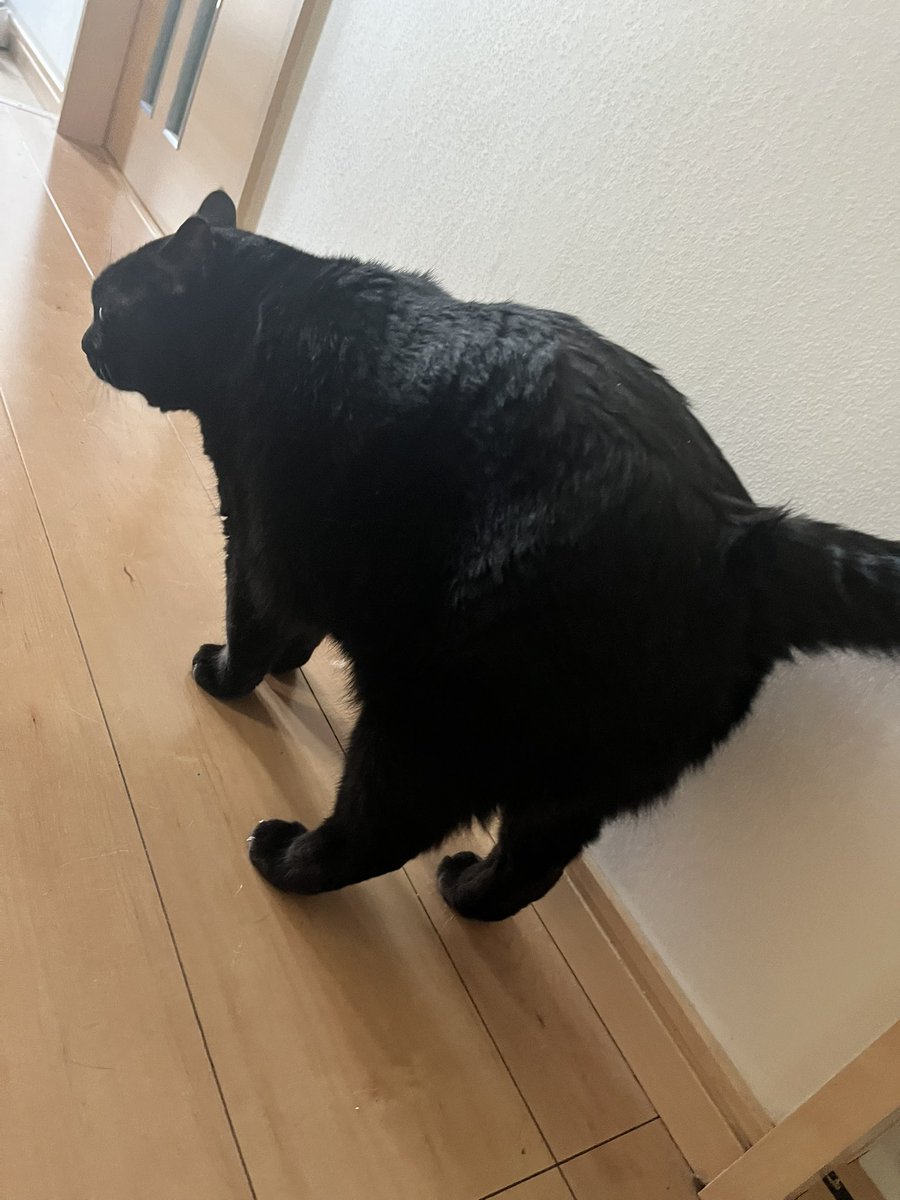ppriuco's tweet photo. うちの子熊です…���
(※去勢して太った猫) https://t.co/GIwbWORBEW