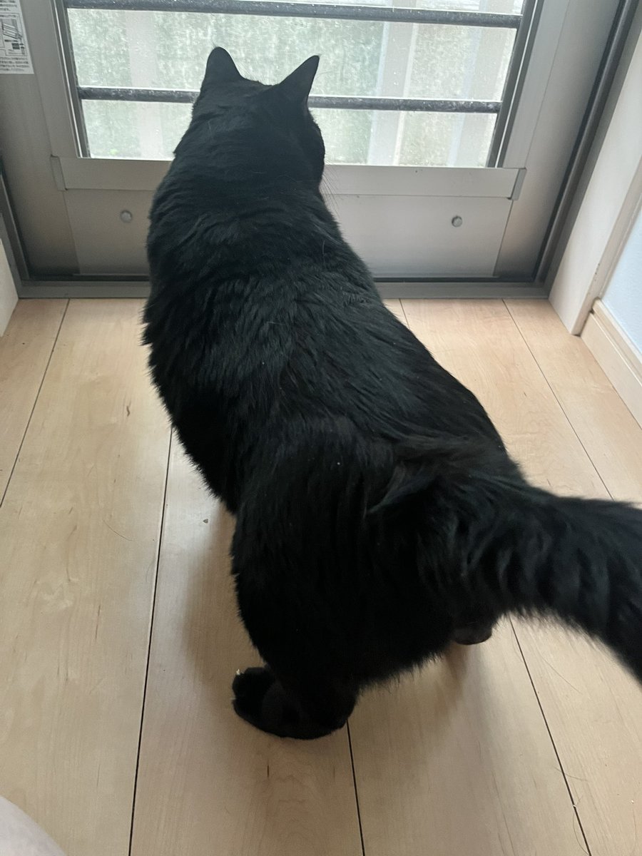 ppriuco's tweet photo. うちの子熊です…���
(※去勢して太った猫) https://t.co/GIwbWORBEW