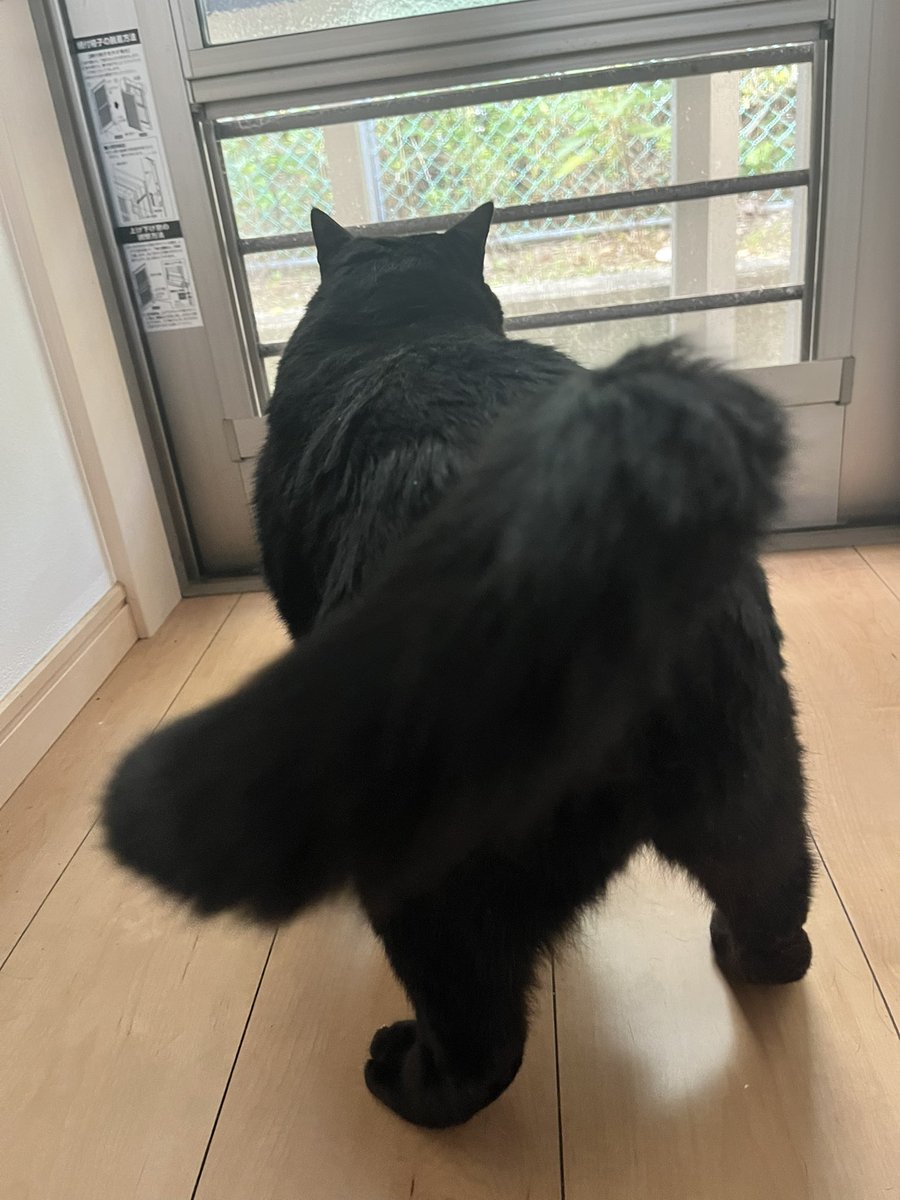 ppriuco's tweet photo. うちの子熊です…���
(※去勢して太った猫) https://t.co/GIwbWORBEW