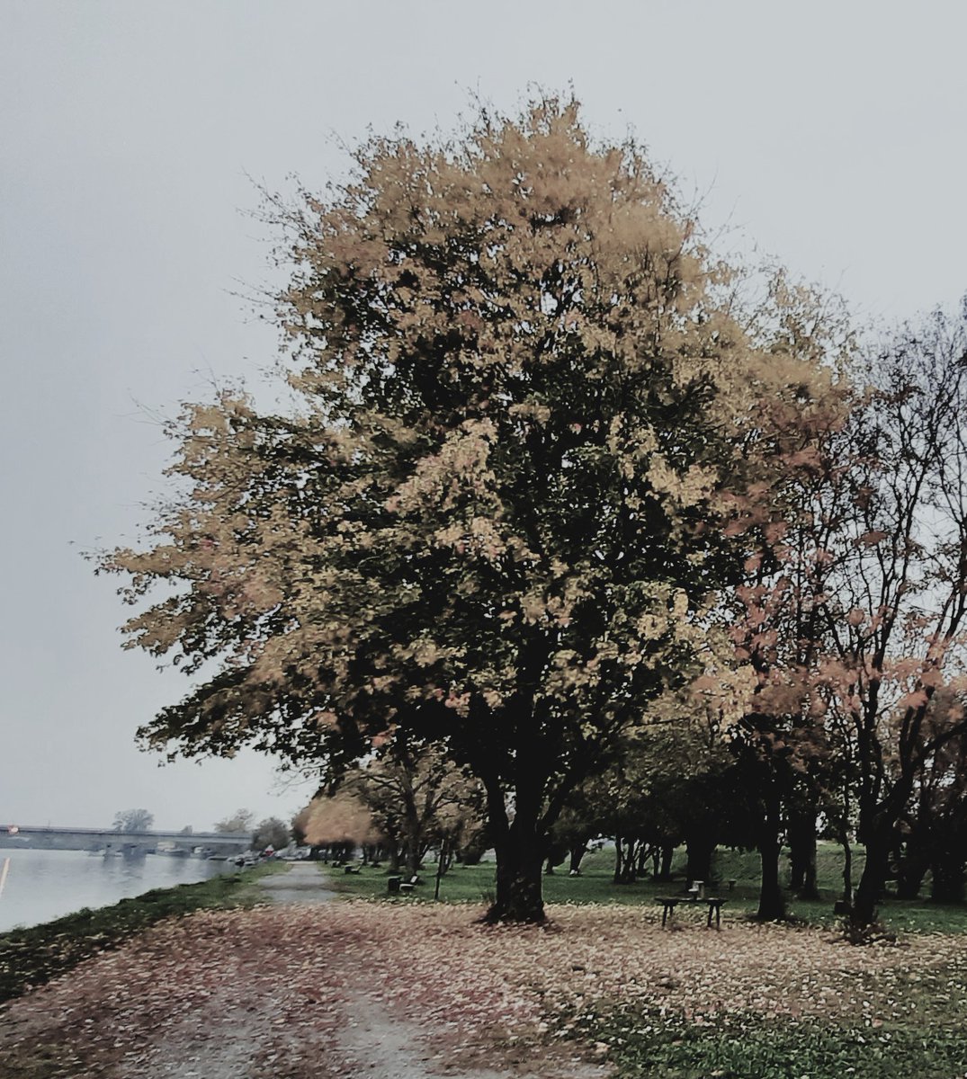 BardoNoire's tweet photo. La Stele Nera: AUTUNNO
https://t.co/jePeTdPNzf
#poesiaitaliana #versi #autunno #21settembre #ScrivoArte #autori https://t.co/2YmxdyiuJg