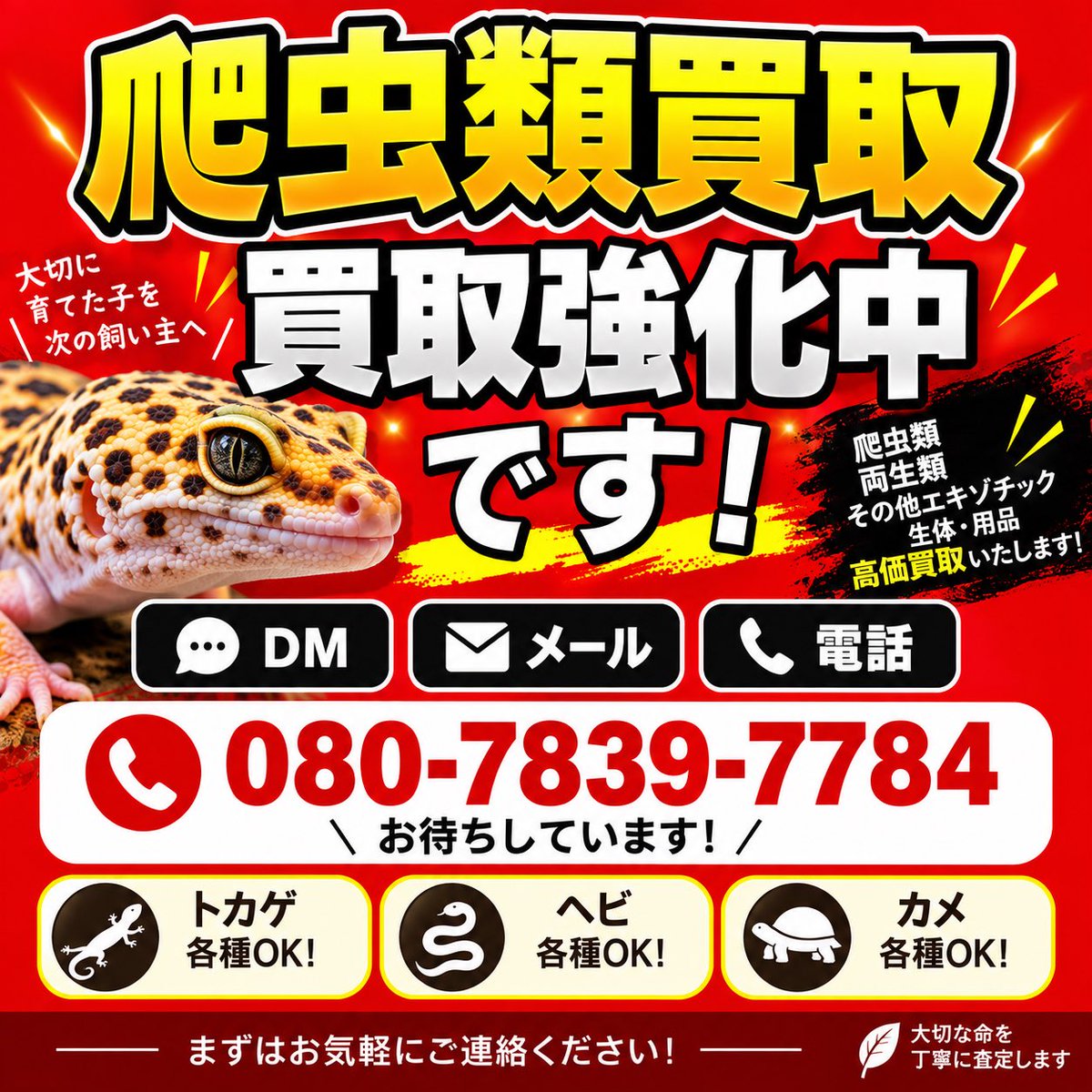 peach_chan_8's tweet photo. 全国対応！
爬虫類買取強化中です‼️

是非一度お問い合わせお願いします🙇

お客様一人一人のご都合に合わせて
ご対応可能です‼️ https://t.co/QUQfpmSQFP