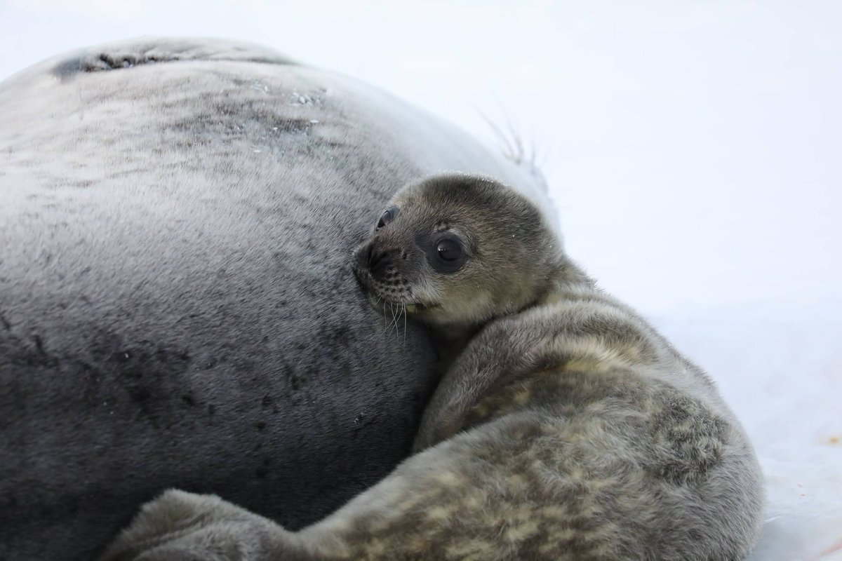 ukraine_world's tweet photo. The birth of the first Weddell seal pup of the season near the Academic #Vernadsky Station.

The pup was born on Winter Island, adjacent to #Galindez Island, where the Ukrainian station is located. Kyrylo Sulima, a biologist of the 31st Ukrainian Antarctic Expedition, discovered the newborn using a drone after noticing a flock of gulls hovering nearby.

Researchers collected placenta samples for molecular-genetic studies and to analyse pollutant levels. 

Scientists note that Weddell seal breeding relies heavily on sea ice, which has been declining in recent years.

At birth, #Weddell seal pups weigh between 25 and 30 kilograms and grow rapidly on milk with a 54% fat content, reaching up to 90 kilograms by the end of the nursing period. Adult Weddell seals weigh around 400 kilograms.

🎥: Facebook/AntarcticCenter/Kyrylo Sulima, Oleg Goryainov, Yelyzaveta Pidhaietska
