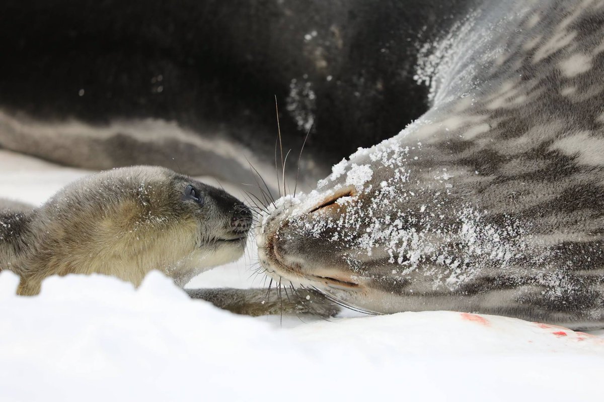 ukraine_world's tweet photo. The birth of the first Weddell seal pup of the season near the Academic #Vernadsky Station.

The pup was born on Winter Island, adjacent to #Galindez Island, where the Ukrainian station is located. Kyrylo Sulima, a biologist of the 31st Ukrainian Antarctic Expedition, discovered the newborn using a drone after noticing a flock of gulls hovering nearby.

Researchers collected placenta samples for molecular-genetic studies and to analyse pollutant levels. 

Scientists note that Weddell seal breeding relies heavily on sea ice, which has been declining in recent years.

At birth, #Weddell seal pups weigh between 25 and 30 kilograms and grow rapidly on milk with a 54% fat content, reaching up to 90 kilograms by the end of the nursing period. Adult Weddell seals weigh around 400 kilograms.

🎥: Facebook/AntarcticCenter/Kyrylo Sulima, Oleg Goryainov, Yelyzaveta Pidhaietska