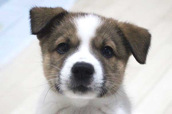 shipponokai's tweet photo. 📣【今週末9/26(土) あいまる さっぽろ保護犬譲渡会開催ー1回目子犬3頭ご紹介✨】

9月26日(土)、HOKKAIDOしっぽの会は、札幌市動物愛護管理センター あいまる さっぽろ 様の土曜開庁に合わせ、保護犬譲渡会を開催いたします。

当日は、当会で保護した野犬の子犬たち、ご協力団体様の子犬、あいまる さっぽろ様で保護されている猫たちにも会っていただけます。
会場は1階の犬の運動場です。

譲渡会初デビューの野犬の子犬たち10頭余りが参加予定です🐶

いずれも厚岸町で保護された兄妹などで、体格差はありますが、成犬時には15kg前後になると見込まれます。

また、会場では野犬の状況のパネルも展示予定です。

道東地域では野犬の繁殖が続き、子犬の保護が相次いでいます。
掬っても救ってもこぼれ落ちてしまうような状況で、成犬の野犬になってしまう子も少なくありません。

特に厚岸町では子犬が生まれ続け、親犬の保護まで手が回らない状態が続いています。
浜中町や根室管内でも同様の課題があり、野犬の群れが固定化することで近親交配が進み、障がいを持って生まれる子がいるとの報告も受けています。

ご来場の皆さまにもぜひご覧いただきたい内容です。

-----------------------------------------------

🐶 あいまる さっぽろ × HOKKAIDOしっぽの会「保護犬譲渡会」
日時：2026年9月26日(土)
時間：10:00～15:00（あいまる さっぽろ様の土曜開庁と同じ）
会場：札幌市動物愛護管理センター あいまる さっぽろ 1階
住所：札幌市中央区北22条西15丁目3-6
駐車場：あり（台数に限りがあります）

------------------------------------------------

🐶募集を始めたしっぽの子犬2頭と協力ボランティアさんの子犬1頭を先発でご紹介します。

厚岸町の野犬の子犬だったライナスは、白茶の並毛の男の子で、9月時点で推定2か月。
混合ワクチン・健康診断・去勢手術・マイクロチップ済。

引取り当初からおっとりした性格で、今も穏やか。
甘噛みも優しく、怖がりで小心者なところがとても愛らしい子です。

厚岸町の野犬の子犬だったチャーリーは、茶白の並毛の男の子で、9月時点で推定2か月。
混合ワクチン・健康診断・去勢手術・マイクロチップ済み。

兄妹の中では「イケメン」と呼ばれ、元気いっぱいに育っています。
自立心の強いタイプですが犬同士でよく遊び、抱っこは苦手ですが、甘えん坊の一面もあります。

＜協力ボランティア団体　山の犬達様より＞
厚岸町の野犬の子犬だったゴメスは、推定2か月の茶白の並毛の男の子で、9月時点で推定2か月。
ノミ・ダニ、回虫駆虫済・混合ワクチン接種

おっとした性格のゴメス。
当会で引取りした兄弟と離れてから、少し寂しそうにしてましたが、日に日に元気を取り戻しました。
ワンプロ好きな活発な男の子に成長中です。

🐾 HOKKAIDOしっぽの会からのお願い
犬のお迎えをご希望の方は、事前に譲渡前アンケートのご記入をお願いいたします。

📍医療措置について
避妊・去勢手術／混合ワクチン／駆虫・駆除／マイクロチップ装着／健康診断または血液検査を実施しております。
ご譲渡は、各医療処置が順次終了してからとなります。

📍譲渡について
医療費実費・マイクロチップ登録料（800～1,050円）・事務手数料（3,300円）を頂戴しています。

譲渡代金は、おおよそ25,000円～を予定しています。

※HOKKAIDOしっぽの会、あいまる さっぽろ様、協力ボランティア様では譲渡条件が異なります。
※当会および協力ボランティア様の犬は、当日連れて帰ることはできません。

🌱 野犬の現状を知る機会として
道東では、行き場を失う野犬が多い状況が続いています。
今回の譲渡会が、保護の現場や野犬の課題を知っていただく機会にもなれば幸いです。

📍ご予約は不要です。
皆さまのお越しを心よりお待ちしております。

📞 お問い合わせ
HOKKAIDOしっぽの会
電話：0123-89-2310
メール：info@shippo.or.jp

#保護犬 #保護犬と暮らす #保護犬を家族に 
#hokkaidoしっぽの会 #あいまるさっぽろ
#札幌市 #厚岸町 #野犬
#子犬 #飼い主さん募集 
#長沼町 #北海道