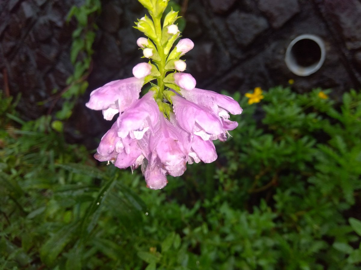 MakoVw3's tweet photo. 今日の花と空🌺🌧️
#花　#空　#千葉県千葉市 https://t.co/ciKWWRP6fW