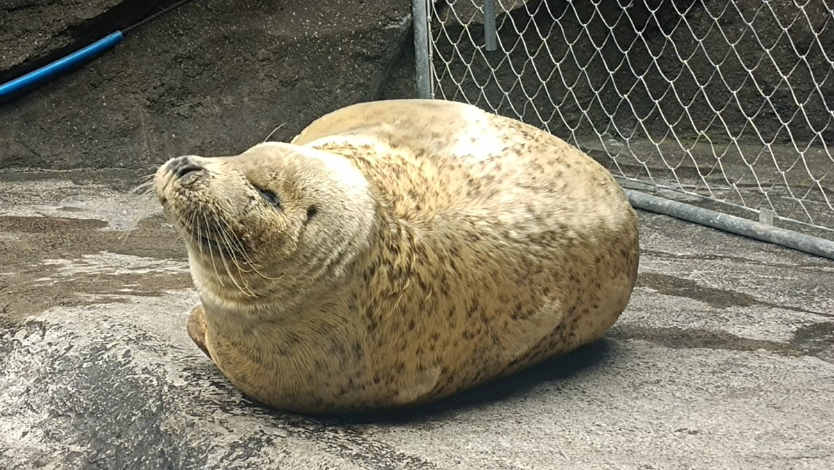 suisuisuitto_na's tweet photo. 国内最高齢のおじいちゃんゴマフアザラシ、ジローさん💕
ゴマフのご長寿は一周廻って可愛い😍

これからも元気で長生きしてね☺️

#うみがたる
#ゴマフアザラシ
#ジロー https://t.co/sQjHHLzXWi