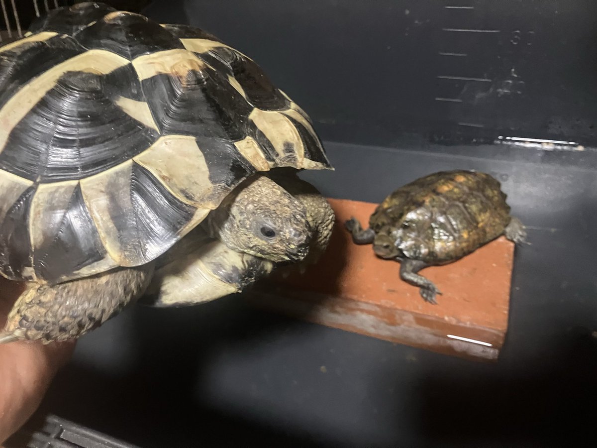 MExtremeEdition's tweet photo. 外の亀、台風接近にともない室内に緊急避難ですね〜🌀

室内の亀も居るよ～🐢 https://t.co/ZhKVKVaenz