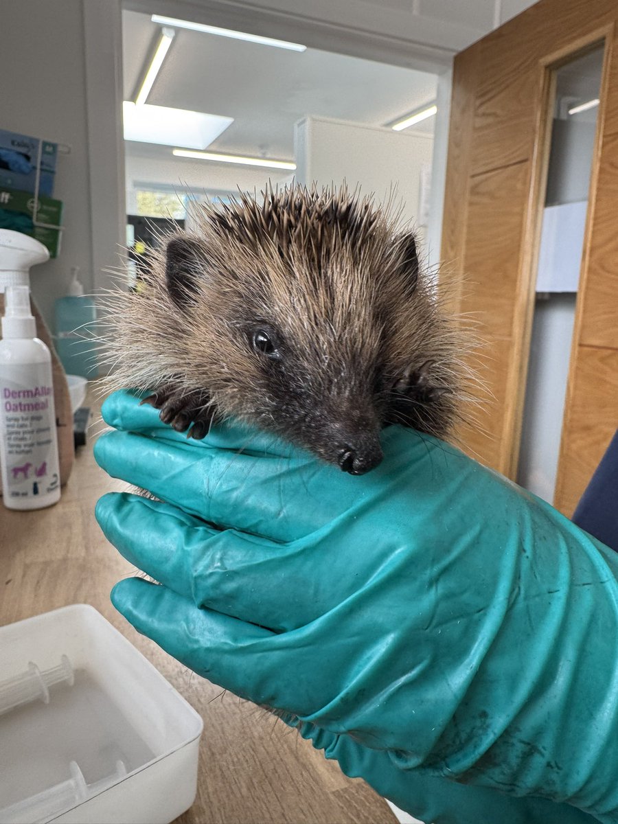 Prickles_Paws's tweet photo. Jasmine came into us as an entanglement case, with an infected wound under her neck caused by a plastic tyre from a children’s toy 💔

Thankfully, her wound has now healed and she’s making steady progress 💚🦔 https://t.co/2pvv2r1isy