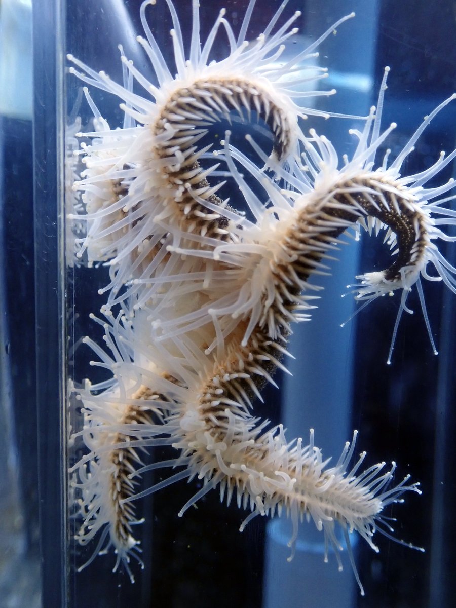 Crinoidea_hk's tweet photo. 素晴らしいポージングのサガミスナヒトデ。
管足の伸ばし具合、腕の仰け反り方、美しい‼️ https://t.co/ww9gZnYXUP