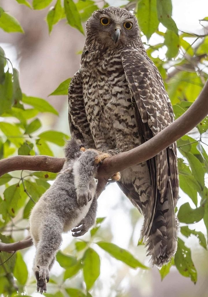 harryfisher11's tweet photo. Powerful Owl
#powerfulowl https://t.co/Au6VqKYnaP