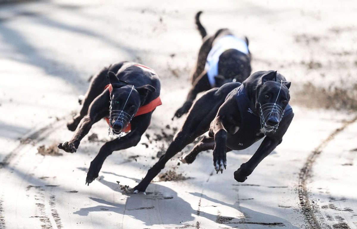 StarSports_Bet's tweet photo. 🏴󠁧󠁢󠁷󠁬󠁳󠁿 Here's our betting for the Welsh Greyhound Derby after the first round…

➤ Clongeel Bono 7/2
➤ Anglesey Milo 4/1
➤ Face The Storm 5/1
➤ Sawpit Signature 7/1
➤ Blackstone Ten 8/1

10/1 BAR

Click here for our full odds: https://t.co/wLkJjX0V6K

18+ | GambleAware https://t.co/acRjzEgSUE