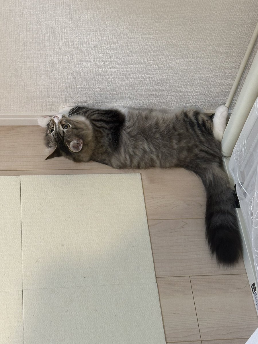 _reon_neko's tweet photo. 直角(90°)を作り出す猫
#サイベリアン #猫好きさんとつながりたい https://t.co/4YeAq6coME