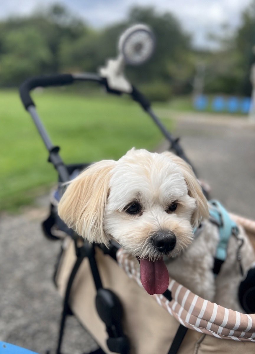 BleuTapis's tweet photo. 沢山走って遊んだね🐶
少し休憩してから帰ろう🚗³₃ https://t.co/bc51aQ7xrR