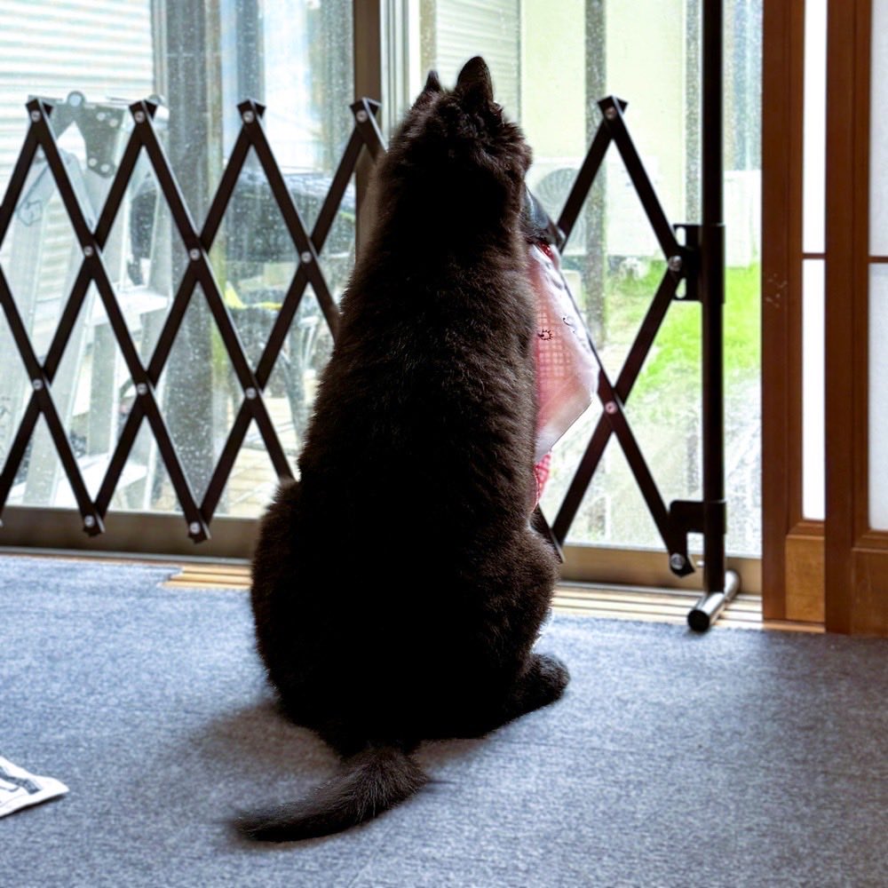 Fernetotrock's tweet photo. 台風の警戒放送聞き入る我が家の子犬 https://t.co/5tvVmr2yoO