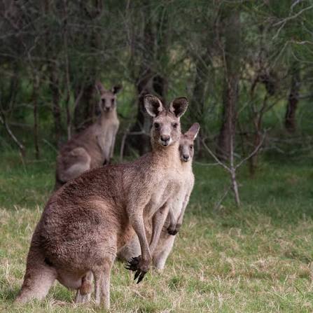 wildlifewiro's tweet photo. If a mother kangaroo already has a baby in her pouch or if food is scarce, she can freeze the development of a new embryo until the pouch is empty or conditions improve https://t.co/HHHRHMocWE