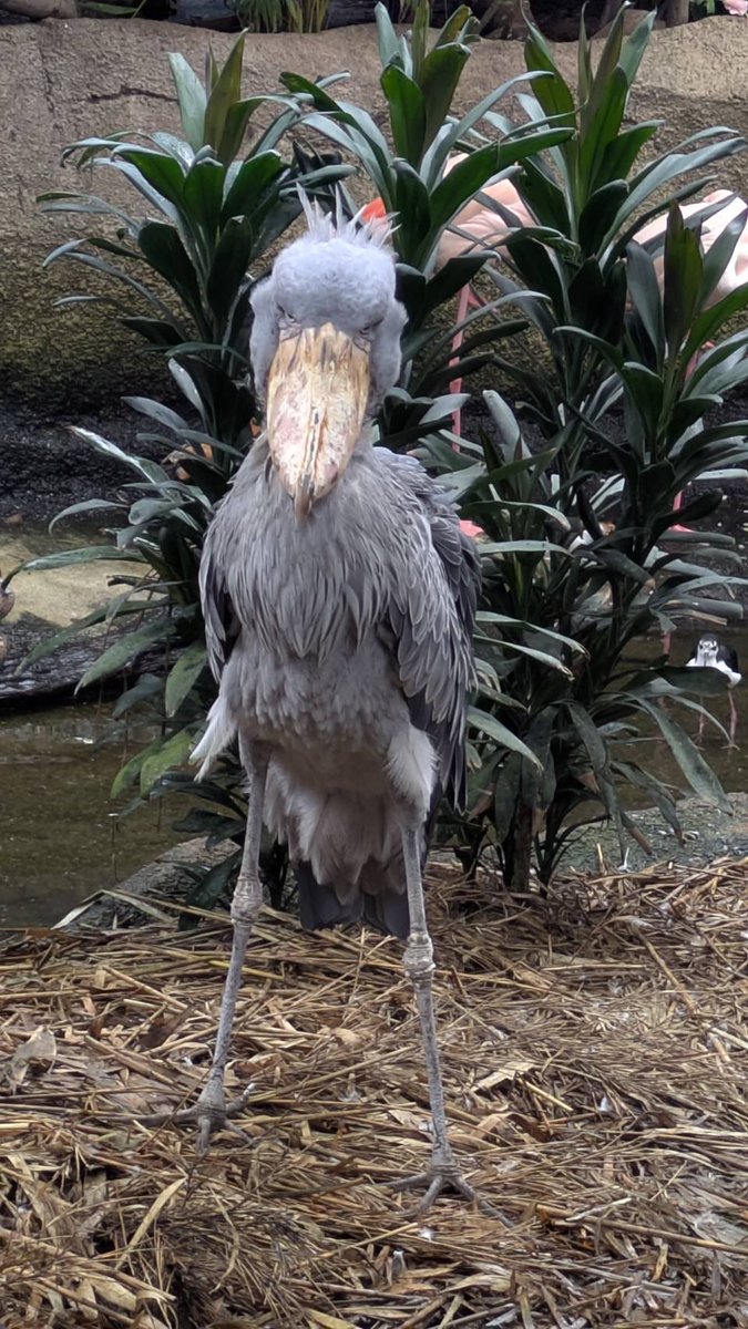kprprpr's tweet photo. 鳥いっぱいいた🦅 https://t.co/cfvehJ4CO3