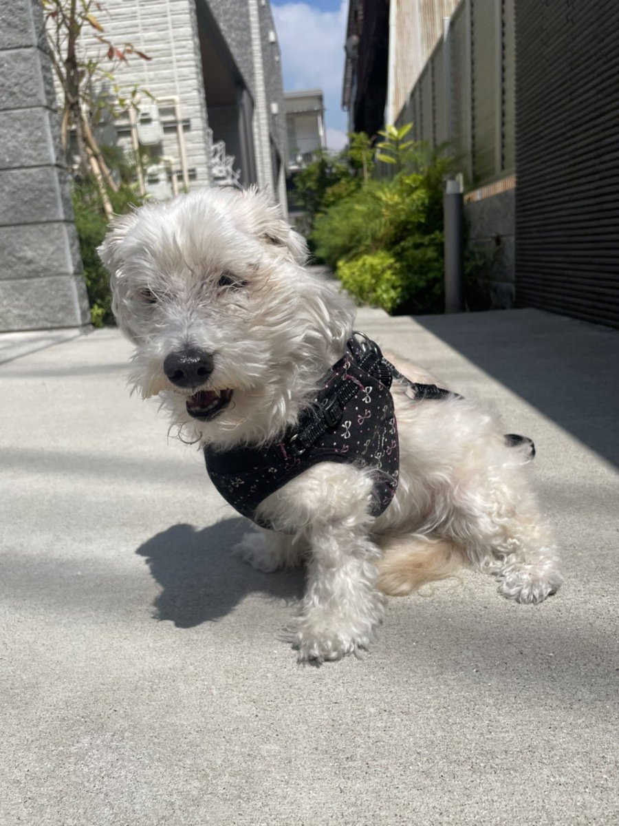 sai1129's tweet photo. 犬と暮らし始めたばかりの人にはまだピンとこないと思うけど
そのふわふわはあっという間にショボショボになり、ピョンピョンはトボトボに
でもそのヨボヨボがね、信じられないくらいにかわいいんですよ。
オメメきらっきらの美人の頃と1㍉も変わる事なく可愛いの。楽しみにしてていい。
敬老の日 https://t.co/3DY0v8Vuad