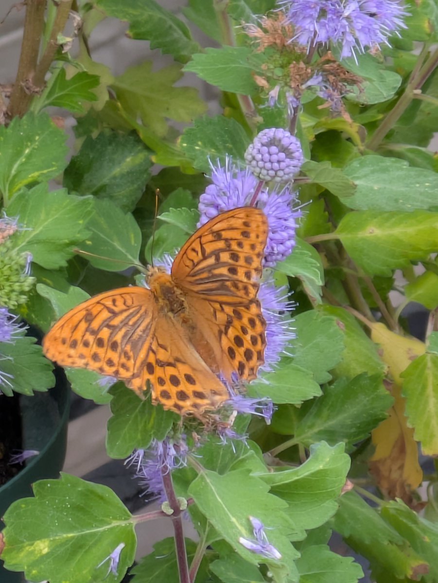 pata_ich's tweet photo. ダンギクの花って、
ハチやチョウたちにはとても人気がある。
お花の少ない時期というのもあるのだろうけど、
蜜源として優秀なんだろうなぁ。 https://t.co/8nYE2aMscW