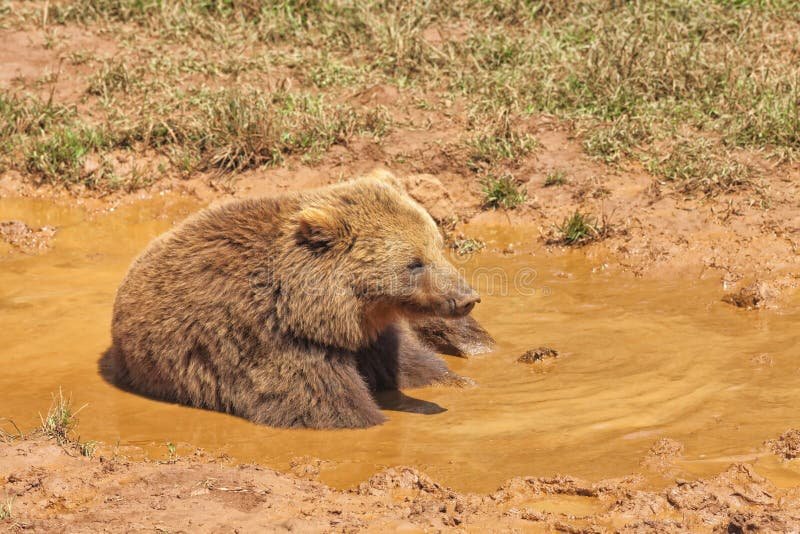 ursu_shop's tweet photo. Ich in meiner Badewanne. https://t.co/OEb6LOeUIY