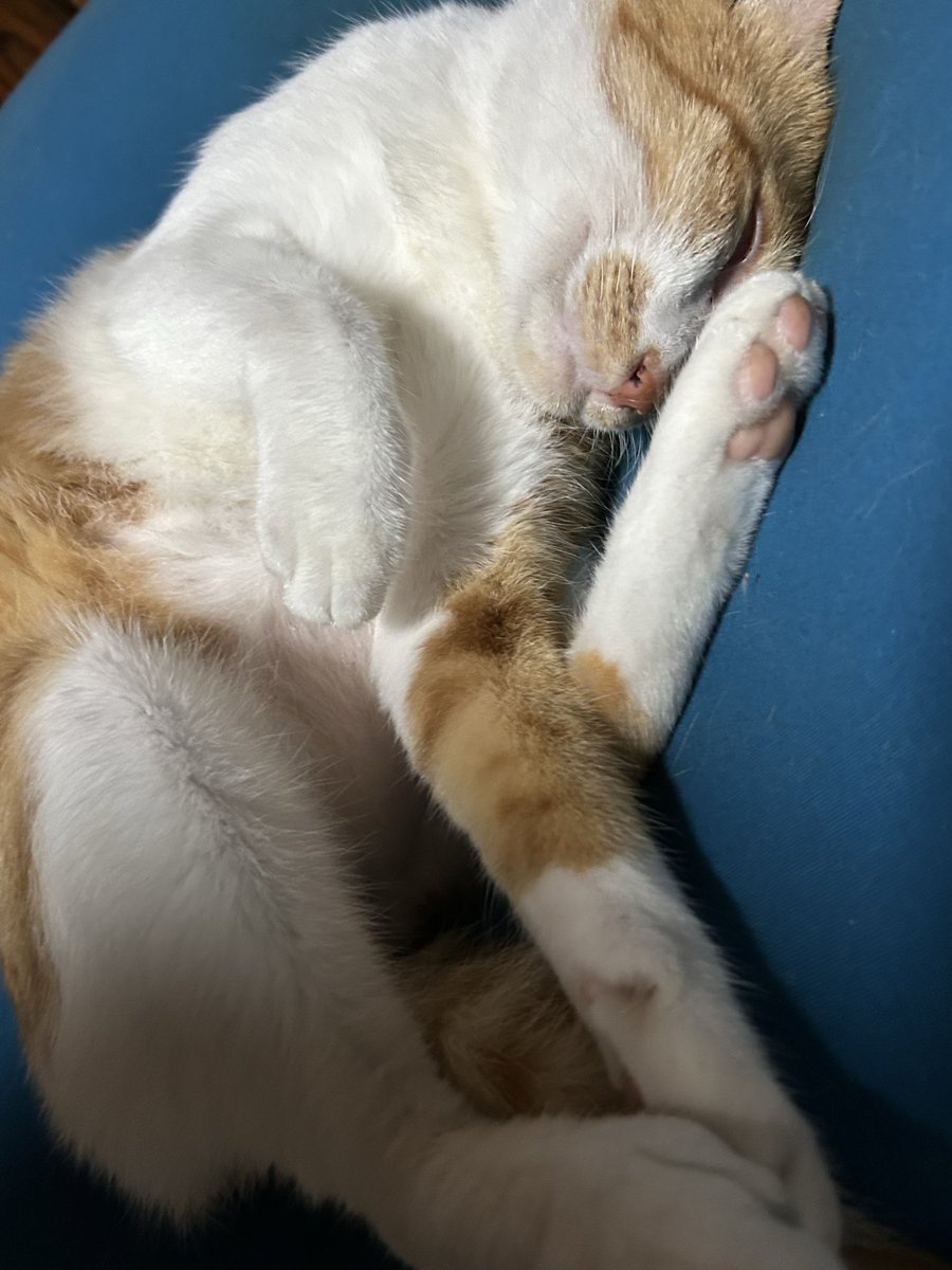 Erick_slot's tweet photo. にゃ🐈 https://t.co/ztHDdVJOdj