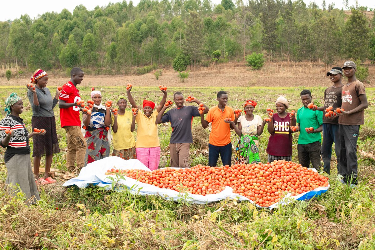 DuhamicAdri's tweet photo. Successful tomato production is turning agriculture into a source of job opportunities and income for young farmers, creating new confidence to grow.

Through the #SHORANEZA Project, access to irrigation equipment enabled young farmers in @RuhangoDistrict and @NyanzaDistrict to produce during Season C 2026, create employment opportunities, increase productivity and income, and plan to expand their cultivated land in the seasons ahead.

The Project is implemented by @WFP_Rwanda_CD in collaboration with @Duhamic1, with support from @MastercardFdn.