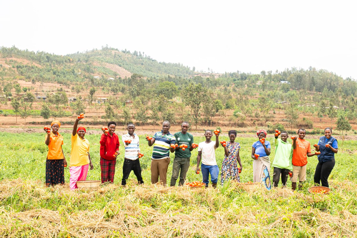 DuhamicAdri's tweet photo. Successful tomato production is turning agriculture into a source of job opportunities and income for young farmers, creating new confidence to grow.

Through the #SHORANEZA Project, access to irrigation equipment enabled young farmers in @RuhangoDistrict and @NyanzaDistrict to produce during Season C 2026, create employment opportunities, increase productivity and income, and plan to expand their cultivated land in the seasons ahead.

The Project is implemented by @WFP_Rwanda_CD in collaboration with @Duhamic1, with support from @MastercardFdn.