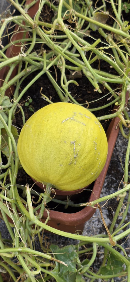 qana1001's tweet photo. Munih'ten SALATALIK TOHUMU aldim
Londra'da ektim KAVUN CIKTI 
Gidince sikayet edecegim 🤣🤣🤣

#NatureLover #NaturePhtography https://t.co/MSrZ7Vg2Z7