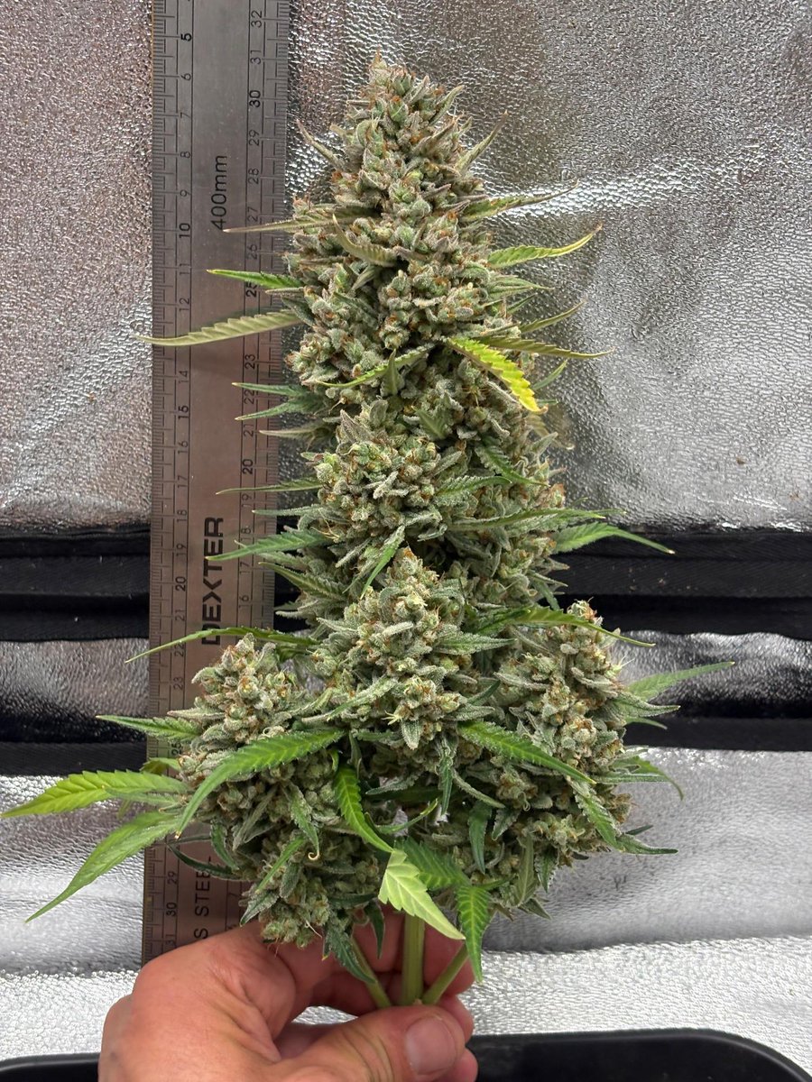 Fast_Buds's tweet photo. 💨4⃣2⃣0⃣ HIGH GIVEAWAY 💨 10 seeds of your choice 🌱 TEXTILE POT + Jar✨ 
You know what to do: 
• Follow @Fast_Buds
• Tag 3 friends 
• Like + Retweet
Gorilla Cookies Auto by grower Asbestos 
Get 15% OFF with the code   TWITTER https://t.co/nvTs0qXKQh