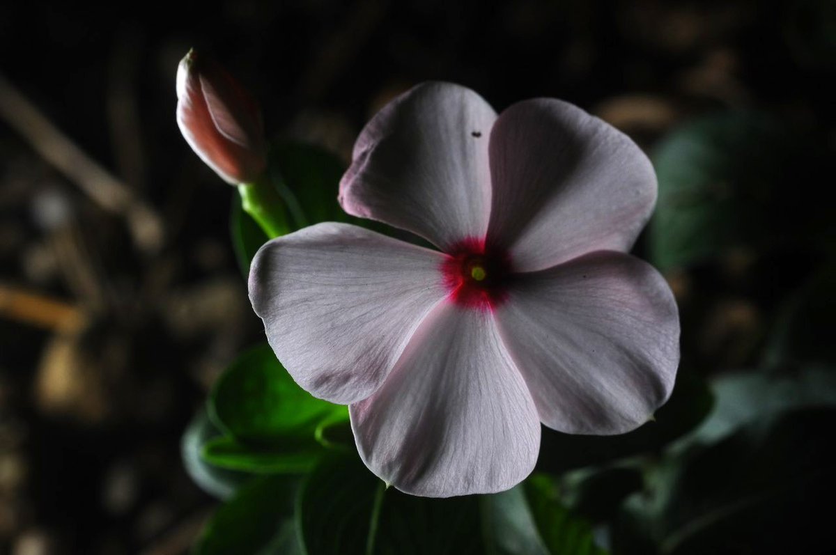 nash_vwh's tweet photo. 2026.09.21 FlowerPhoto
星空にちょっと涼しい夜風吹く、程度の台風影響下の西日本・岡山市の軒下にちにち草
(Nikonオールド単焦点マクロ)
ISO400 f 8 1/125 s秒 JPEG
#MicroNikkor Ai55mmf3.5 #オールドレンズ
#D300 Nikon DX (APS-C) ノートリミング https://t.co/ardVbyDmwO