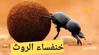 rf15_u's tweet photo. @Bader_Almhaini ما بينا وبين شمر الا جيره وخوه و مزارق طيب ونكرم ويكرمون عن شكلياتك الوصخة اللي لا يحسب رجال ولا يحسب مره ولا لك بالشعر إلا اسمه تجميع كلام وخذرقة 
( ما صدقت الا بكلمة وحده قمت ادربي انشهد انك المدربي 😂😂) https://t.co/CpRE93s9gk