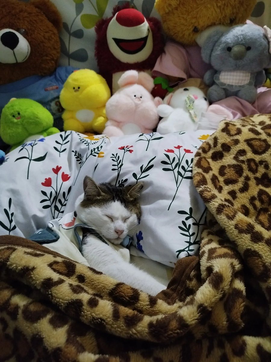 Smash1014314's tweet photo. Jujur, ngajarin jam tidur ke kucing tuh enak banget 😭

Dulu dia aktif tengah malam sampai subuh. Semenjak dibiasain tidur maksimal jam 11–12 malam, sekarang dia malah ngikutin jam tidur gue 🥺

Pokoknya jam 10 gue udah kasih sinyal mau tidur. Mulai beresin kasur dan nyiapin space buat dia. Nanti dia langsung ngerti, kayak, “Oh, dia mau tidur. Berarti gue tidur juga.”

Langsung tiduran di sebelah gue dan merem 😭 Malah seringnya dia duluan yang tidur dibanding gue wkwkwk.

Paling sesekali dia bangun tengah malam buat minum atau makan dikit. Habis itu naik lagi ke kasur dan lanjut tidur 🥺

Bener-bener sampai jam 7 pagi gue bangun, dia baru ikutan bangun. Bahkan kadang gue udah bangun, dia masih tidur wkwkwk.

Jadi enak banget, gue bisa tidur nyenyak tanpa dia rusuh tengah malam 😭