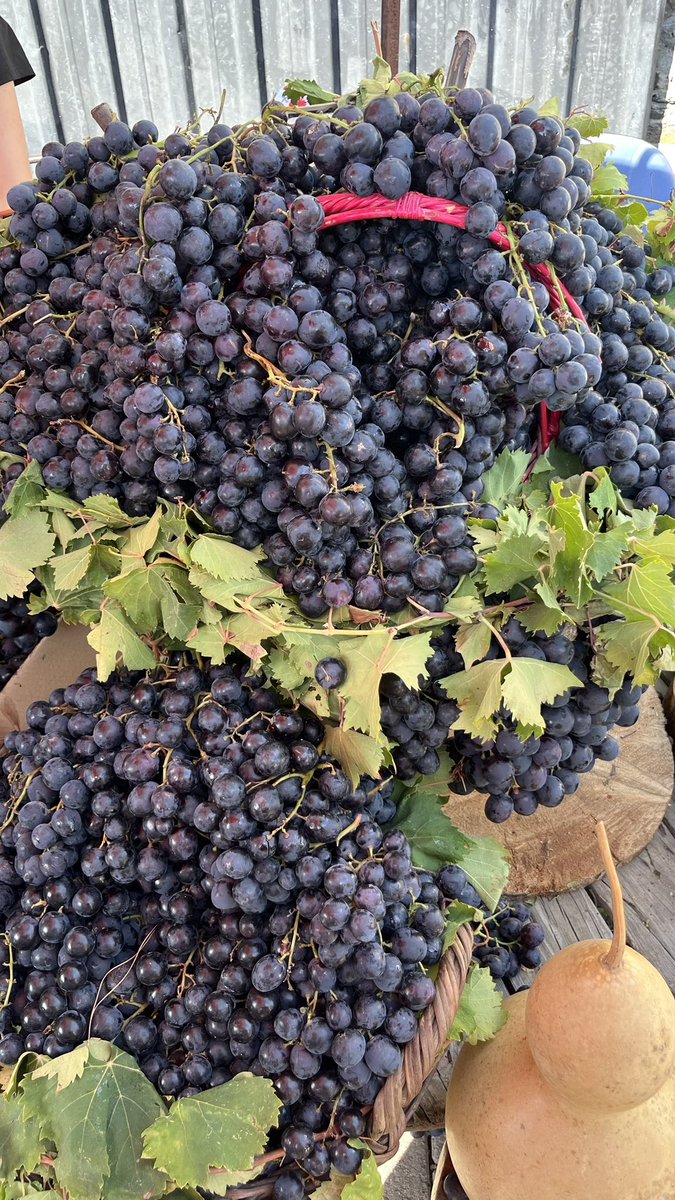vegavedik's tweet photo. İzmir Kavacık üzümü 🍇 
Deniz seviyesinden 600 mt yüksekte, tertemiz hava da yetişiyor. Buraların en güzeli..☺️

#izmir #kavacıkfestivali https://t.co/hCscsyvlrc