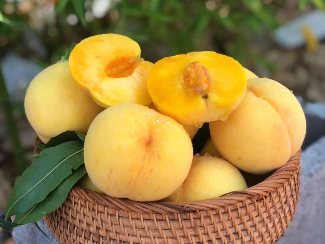 MoisesPinepp's tweet photo. This juicy organic yellow peach hits different—sweet, fragrant, and totally free of weird additives! Perfect for snacking or topping yogurt. https://t.co/7FPNR47dGm